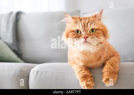 Joli chat persan allongé sur un canapé Banque D'Images