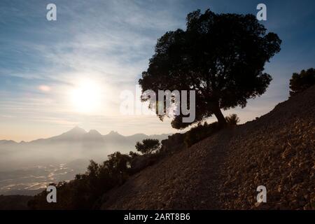 Chêne vert (Quercus ilex) avec chaîne de montagnes de la Sierra de Aitana dans le dos (Sierra de Bernia, Marina Baixa, Costa Blanca, Alicante, Espagne) Banque D'Images