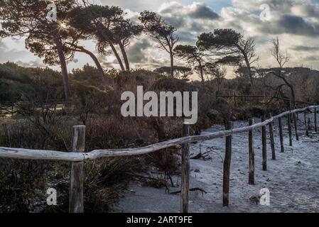 Le lever du soleil sur les dunes de la côte toscane en hiver couvert dans les maquis et les pins Banque D'Images