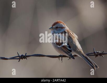 Vue latérale du perrogne américain rétroéclairé perché sur une clôture métallique barbelée Banque D'Images