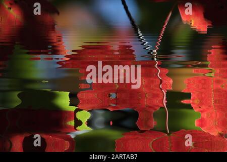 L'érable rouge laisse des reflets dans l'eau avec des vagues Banque D'Images
