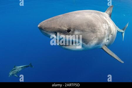 Grand requin blanc, Carcharodon carcharias, escorté par un dauphin à denture brute, Steno bredanensis, Oahu, Hawaï, États-Unis, Océan Pacifique Banque D'Images