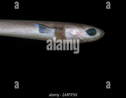 Requin de cuisine, Isistius brasiliensis, trouvé pendant la plongée sous-marine au large de la côte de Kona, Big Island, Hawaï, États-Unis, Océan Pacifique Banque D'Images