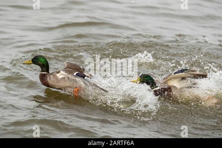 Les canards colverts se queryent dans l'eau Banque D'Images