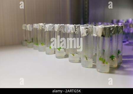 Micro-plantes clonées dans des tubes à essai avec milieu nutritif. Technologie de micropropagation in vitro. Banque D'Images