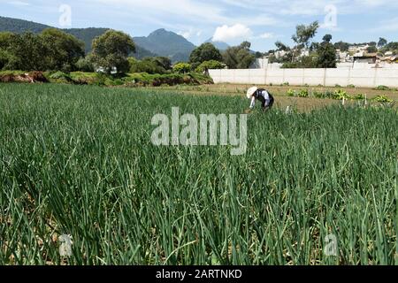 Fermier au milieu de planter des oignons - récolte de fermier Banque D'Images