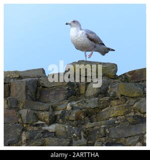 Un seul mouette debout sur une jambe sur un mur de pierre en regardant dehors Banque D'Images