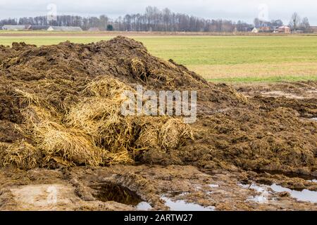 Début du printemps. Le fumier mélangé à de la paille est préparé pour fertiliser le champ. Gros plan.le village en arrière-plan. Ferme de lait. Podlasie, Pologne. Banque D'Images