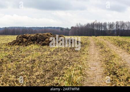 Début du printemps. Le fumier mélangé à de la paille est préparé pour fertiliser le champ. Forêt en arrière-plan. Ferme laitière . Podlasie, Pologne. Banque D'Images