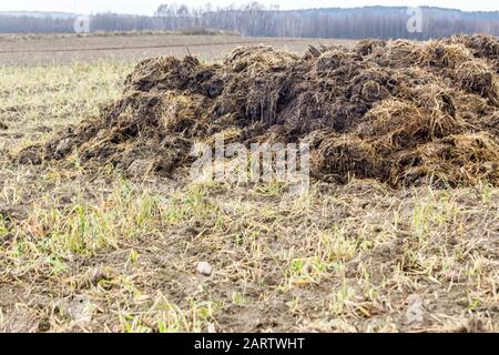 Début du printemps. Le fumier mélangé à de la paille est préparé pour fertiliser le champ. Gros plan. Forêt en arrière-plan. Ferme laitière . Podlasie, Pologne. Banque D'Images