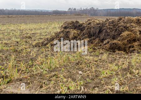 Début du printemps. Le fumier mélangé à de la paille est préparé à fertiliser le champ. Perdre. Forêt en arrière-plan. Ferme laitière . Podlasie, Pologne. Banque D'Images