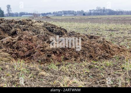 Début du printemps. Le fumier mélangé à de la paille est préparé pour fertiliser le champ. Gros plan. Granges en arrière-plan. Ferme laitière . Podlasie, Pologne. Banque D'Images