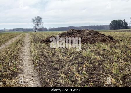 Début du printemps. Le fumier mélangé à de la paille est préparé pour fertiliser le champ. Granges en arrière-plan. Ferme laitière . Podlasie, Pologne. Banque D'Images