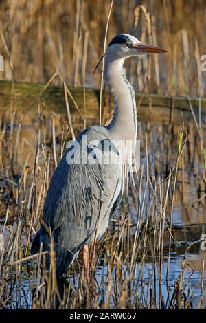 Héron cendré (Ardea cinerea) Banque D'Images