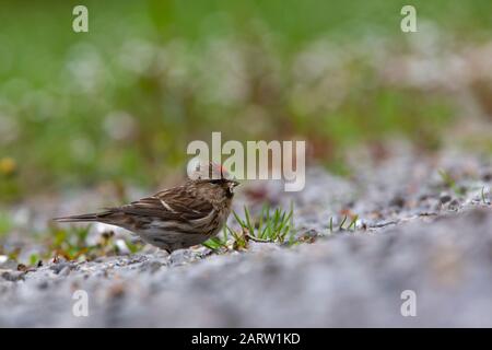 Redpoll commun [ Carduelis flammea ] manger des graines sur le sol avec hors de l'arrière-plan et de premier plan Banque D'Images