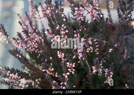 Des grappes de petits bourgeons roses ont tiré au gros plan sur les branches de spinke vert profond au printemps. Doux, doux, doux et doux, avec des sentiments romantiques et affectueux Banque D'Images