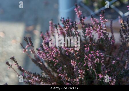 Petites fleurs roses violettes sur des pics verts profonds en grappes au printemps. Photo macro romantique aux tons frais Banque D'Images