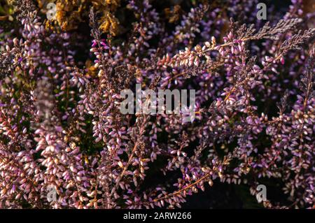 Macro-photo aux tons d'orange chaud de petits boutons de fleurs roses violettes sur des tiges surpiquées fleuries au soleil chaud. Couleurs éclatantes pour un romantique et doux Banque D'Images