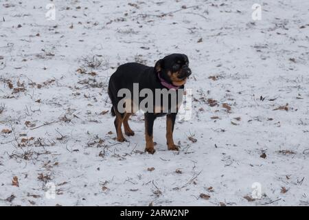 Le joli petit brabancon chiot est debout dans le parc d'hiver. Animaux de compagnie. Chien de race. Banque D'Images