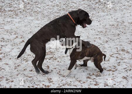 Le chiot mastiff italien et le chiot amstaff jouent dans le parc d'hiver. Animaux de compagnie. Chien de race. Banque D'Images