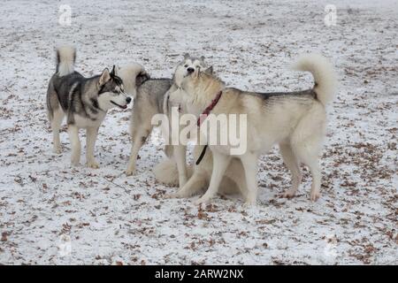 Quatre husky siberiens jouent sur une neige blanche dans le parc d'hiver. Animaux de compagnie. Chien de race. Banque D'Images