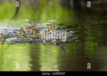 canard en bois et malard avec bébés Banque D'Images