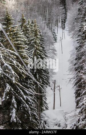 Câbles électriques traversant la forêt Banque D'Images