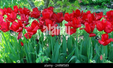Tulipes rouges fleuris dans un jardin de cottage anglais au printemps . Banque D'Images