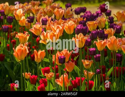 Festival des tulipes à Saint-Pétersbourg sur l'île Elagin en mai 2019. Banque D'Images