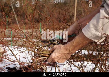 Buisson coupé sanitaire et façonnant, heure de mise en œuvre : début du printemps et fin de l'automne. Une taille des cisailles dans la main du jardinier. Banque D'Images