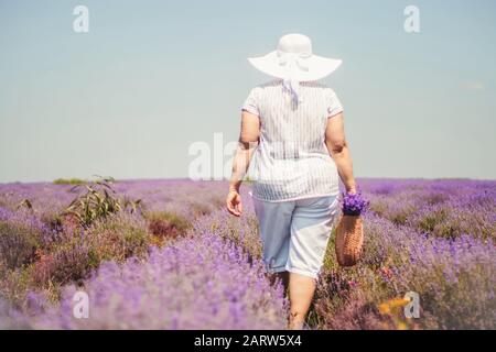 Une femme active retraité recueille des fleurs sauvages dans le champ de lavande. Vue arrière. La vie active sur le concept de retraite Banque D'Images