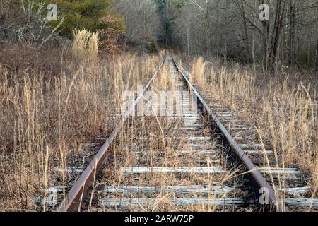 Voies de chemin de fer abandonnées menant à la forêt. Penrose (près de Brevard), Caroline du Nord, États-Unis Banque D'Images