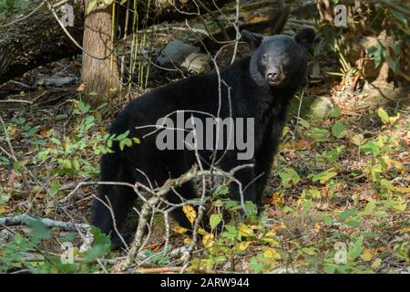 États-Unis, Deep South, Tennessee, Great Smokey Mountains, National Park, Black Bear Banque D'Images