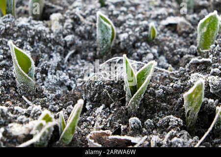 Givre sur les tulipes les feuilles de tulipes émergent du sol à l'extérieur sur un hiver froid glacial jour de janvier à Gloucestershire UK 2020 KATHY DEWITT Banque D'Images