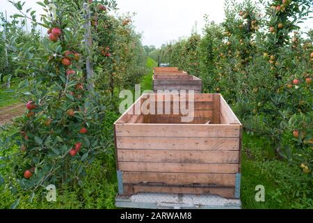 caisses en bois dans un verger de pommes prêtes à être remplies de pommes mûres Banque D'Images