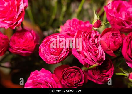 Bouquet de roses rouges fraîches et belles. Macro de mise au point sélective avec DOF peu profond Banque D'Images