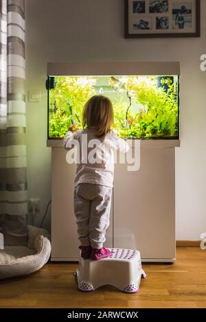 enfant de 2 ans à l'intérieur en regardant des poissons nager dans un grand réservoir de poissons, aquarium. Banque D'Images