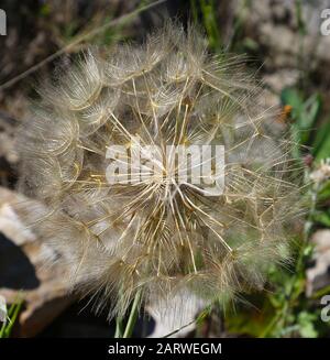 Tête de semence d'une fleur de chèvre-barbe, également connue sous le nom de Jack-Go-to-bed-at-midi ou, Tragopogon pratensis, Croatie, Europe Banque D'Images