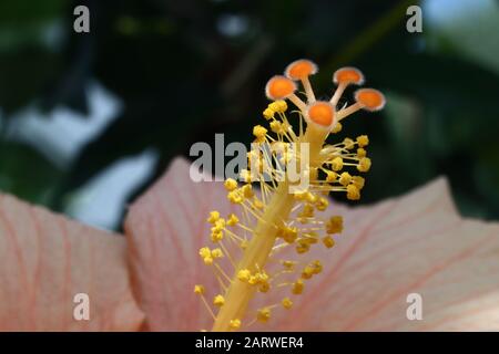 Hibiscus rosa-sinensis, connu à titre de colloque comme hibiscus chinois, la Chine a augmenté, hibiscus hawaïen, le hibiscus de rose et la plante noire de la cime. Banque D'Images