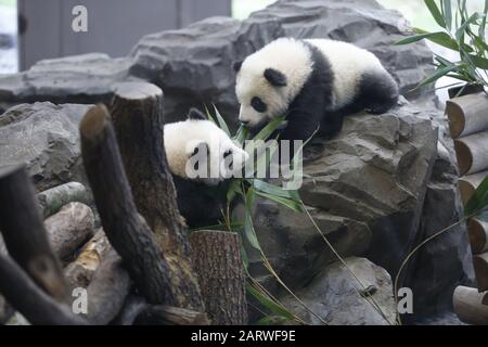 Berlin, Allemagne. 29 janvier 2020. Berlin: La photo montre les jumeaux panda derrière un panneau de verre sur leur première sortie dans la zone extérieure dans le jardin panda dans le jardin zoologique de Berlin. (Photo De Simone Kuhlmey/Pacific Press) Crédit: Pacific Press Agency/Alay Live News Banque D'Images