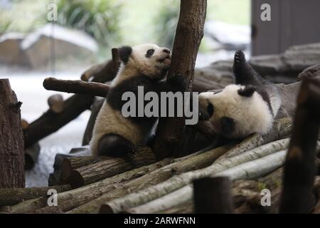 Berlin, Allemagne. 29 janvier 2020. Berlin: La photo montre les jumeaux panda derrière un panneau de verre sur leur première sortie dans la zone extérieure dans le jardin panda dans le jardin zoologique de Berlin. (Photo De Simone Kuhlmey/Pacific Press) Crédit: Pacific Press Agency/Alay Live News Banque D'Images