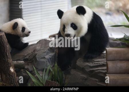 Berlin, Allemagne. 29 janvier 2020. Berlin: La photo montre les jumeaux panda derrière un panneau de verre sur leur première sortie dans la zone extérieure dans le jardin panda dans le jardin zoologique de Berlin. (Photo De Simone Kuhlmey/Pacific Press) Crédit: Pacific Press Agency/Alay Live News Banque D'Images