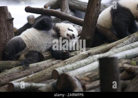 Berlin, Allemagne. 29 janvier 2020. Berlin: La photo montre les jumeaux panda derrière un panneau de verre sur leur première sortie dans la zone extérieure dans le jardin panda dans le jardin zoologique de Berlin. (Photo De Simone Kuhlmey/Pacific Press) Crédit: Pacific Press Agency/Alay Live News Banque D'Images