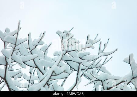 Une vue rapprochée et à faible angle de la neige épaisse tombée posée sur les branches et les branches d'arbres après une tempête de neige hivernale. Contre un ciel bleu clair avec espace de copie Banque D'Images