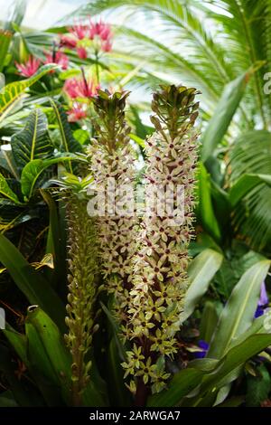 Belle photo de lys de queue de bœuf dans un jardin plein de plantes par jour nuageux Banque D'Images