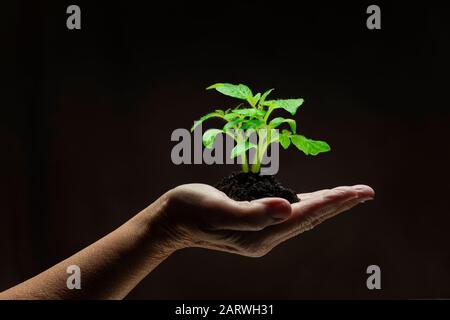 Tir horizontal de la main d’une femme tenant une jeune plante dans le sol. Arrière-plan noir avec espace de copie. Banque D'Images