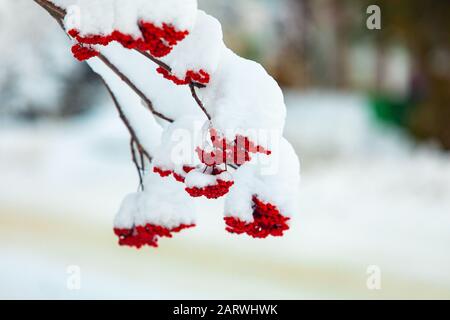 Gros plan sur le fruit rouge de l'Holly canadienne, alias Ilex verticillata, Canada Winterberry, Black Alder, Coralberry. Baies enneigées en hiver Banque D'Images