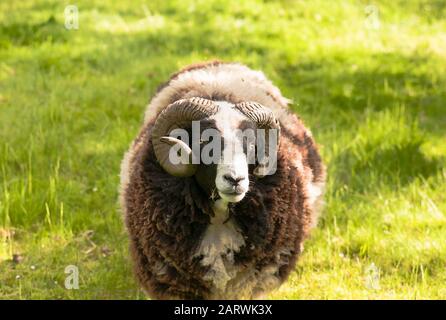 Un mouton Jacob pacage dans un petit paddock dans Wiltshire Angleterre Royaume-Uni Banque D'Images