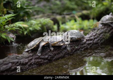 Belle photo de tortues sur une branche d'arbre au-dessus de la eau Banque D'Images