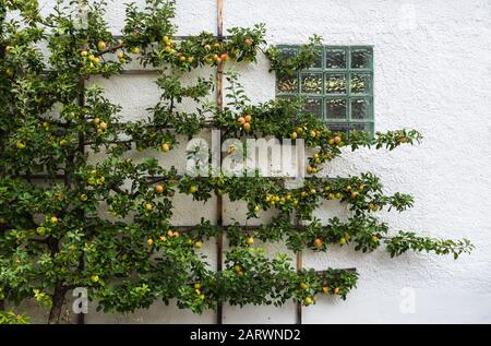 Pommes Cox Orange Pippin poussant sur un arbre dans un jardin allemand Banque D'Images